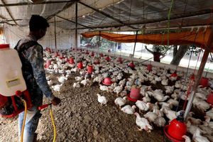 Rusia detectó primeros casos de gripe aviar H5N8 en humanos
