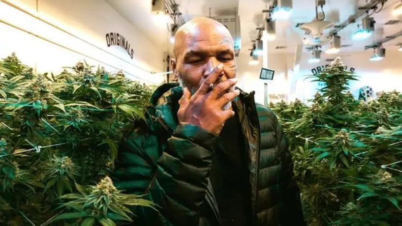 Mike Tyson y la fortuna que gana por vender marihuana