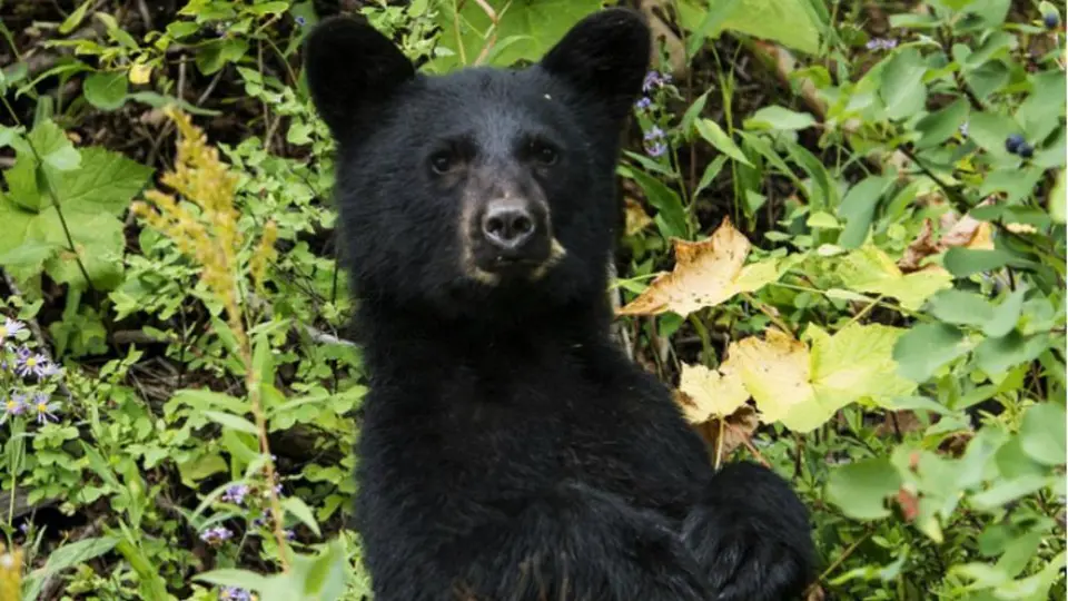 Video: Oso negro sorprendió a chicas en un Parque Ecológico de Monterrey
