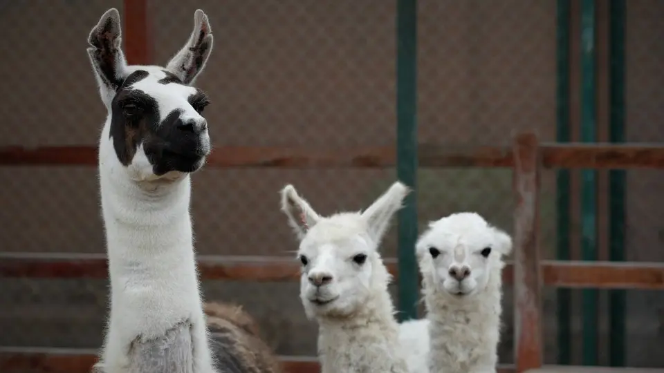 Coronavirus: Una llama se convierte en la esperanza vs Covid-19