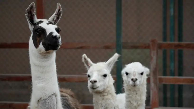 Coronavirus: Una llama se convierte en la esperanza vs Covid-19
