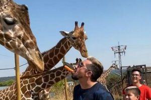 Héctor Herrera: Pasó su día libre en familia en zafari de Madrid