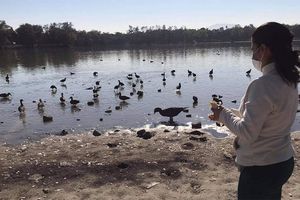 Lago de Guadalupe y Espejo de los Lirios, en el colapso y a la deriva