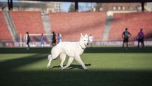 Video: Perro del presidente del FC Zurich invadió el campo en pleno partido