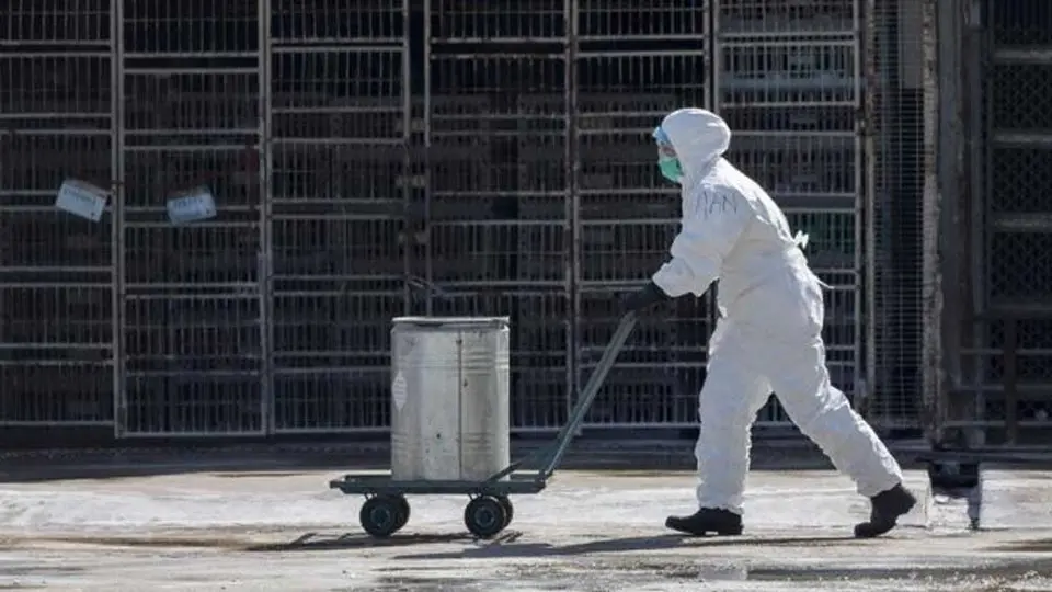 OMS: La Organización de Salud descartó que peste bubónica sea una amenaza en China