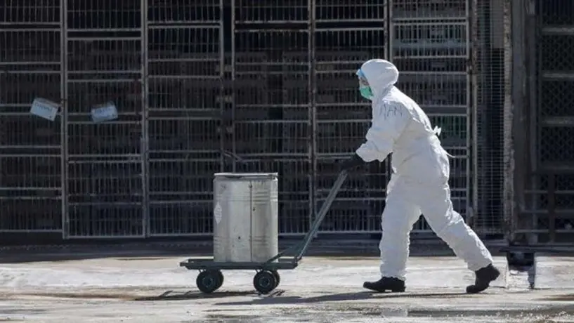 OMS: La Organización de Salud descartó que peste bubónica sea una amenaza en China