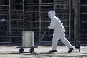 OMS: La Organización de Salud descartó que peste bubónica sea una amenaza en China