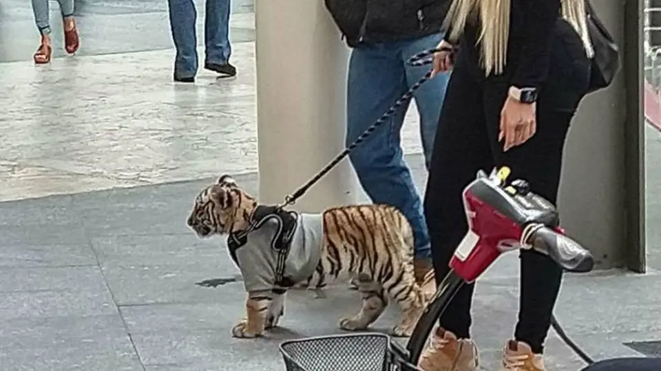 Mujer con tigre en Antara es 'amiga cercana' de Sebastián Cáceres