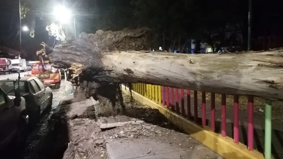 CDMX: Fuertes vientos provocaron caídas de árboles y lonas en la capital del país