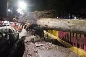 CDMX: Fuertes vientos provocaron caídas de árboles y lonas en la capital del país