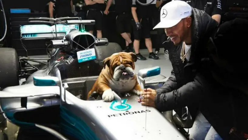 Hamilton presumió a su perro 'Roscoe' previo al GP de Turquía