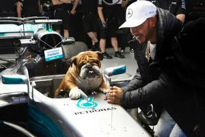 Hamilton presumió a su perro 'Roscoe' previo al GP de Turquía