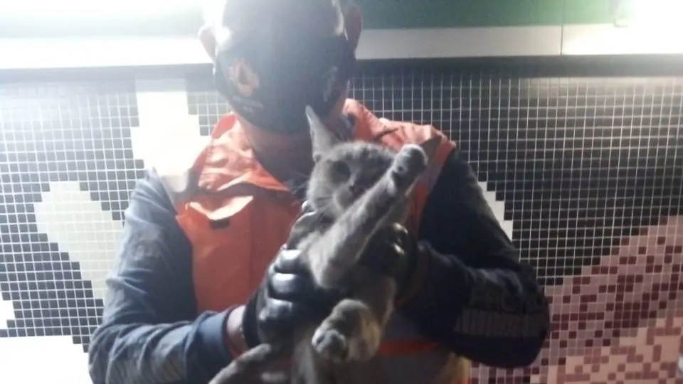 CDMX: Rescatan a gato de las vías del Metro en la estación Tepito