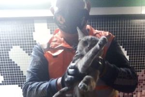 CDMX: Rescatan a gato de las vías del Metro en la estación Tepito
