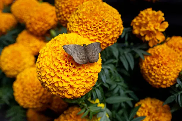 Las mariposas monarca recorren más de 4 mil kilómetros desde Canadá y Estados Unidos para pasar el invierno en México./ Pixabay