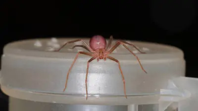 UNAM advierte por temporada de araña violinista: cómo identificarla y prevenir riesgos en casa