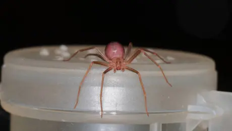 UNAM advierte por temporada de araña violinista: cómo identificarla y prevenir riesgos en casa