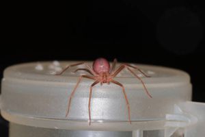 UNAM advierte por temporada de araña violinista: cómo identificarla y prevenir riesgos en casa