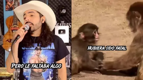 El mono Punch ya tiene su corrido gracias al grupo Ezband/TikTok: @ezband