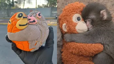 Conchanguitos: Así es la concha inspirada en el mono Punch y se vende en CDMX