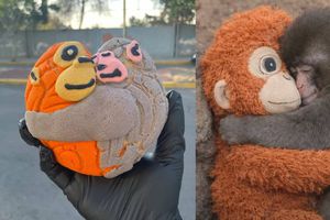 Conchanguitos: Así es la concha inspirada en el mono Punch y se vende en CDMX