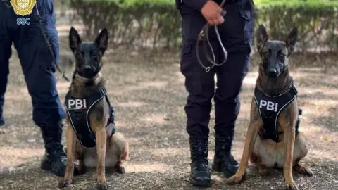 Los caninos fueron entrenados en detección de explosivos para operar en eventos de alta concentración./ SSC
