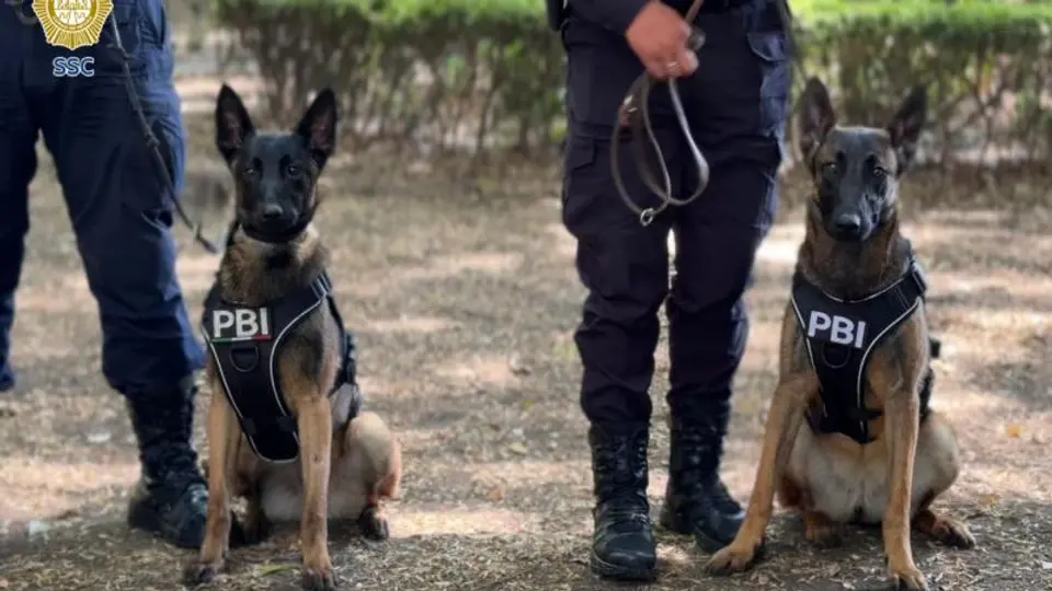 Los caninos fueron entrenados en detección de explosivos para operar en eventos de alta concentración./ SSC