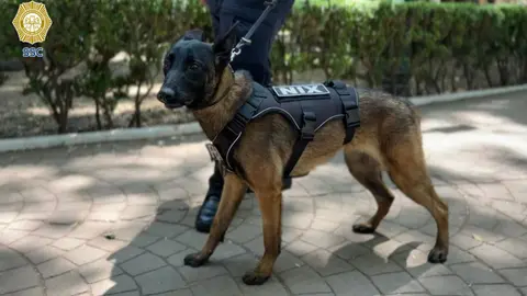 Los cuatro perros pertenecen a la raza Pastor Belga Malinois, reconocida por su desempeño en tareas de seguridad./ SSC