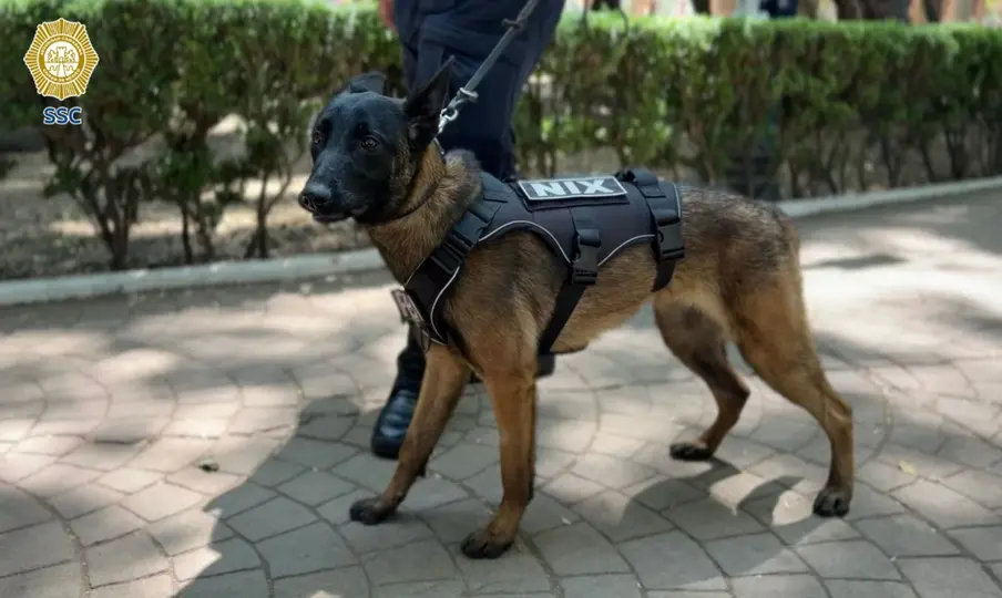 Los cuatro perros pertenecen a la raza Pastor Belga Malinois, reconocida por su desempeño en tareas de seguridad./ SSC