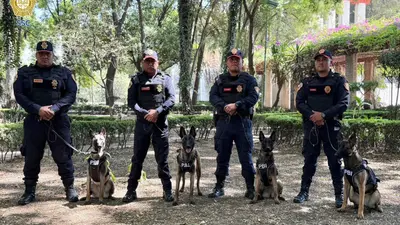 Uzi, Atena, Beretta y Nix: perros Pastor Belga Malinois reforzarán la seguridad en el Mundial 2026 en CDMX