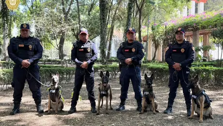 Uzi, Atena, Beretta y Nix: perros Pastor Belga Malinois reforzarán la seguridad en el Mundial 2026 en CDMX