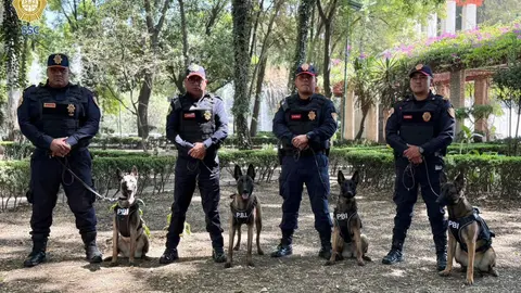 Uzi, Atena, Beretta y Nix: perros Pastor Belga Malinois reforzarán la seguridad en el Mundial 2026 en CDMX