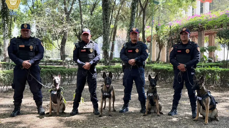 Uzi, Atena, Beretta y Nix: perros Pastor Belga Malinois reforzarán la seguridad en el Mundial 2026 en CDMX