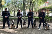 Uzi, Atena, Beretta y Nix: perros Pastor Belga Malinois reforzarán la seguridad en el Mundial 2026 en CDMX