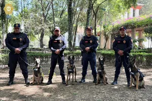 Uzi, Atena, Beretta y Nix: perros Pastor Belga Malinois reforzarán la seguridad en el Mundial 2026 en CDMX