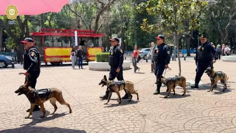 Uzi, Atena, Beretta y Nix son los nuevos binomios caninos que reforzarán la seguridad en la CDMX rumbo al Mundial 2026./ SSC