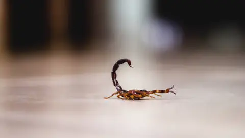 Los alacranes suelen esconderse en zonas oscuras o entre objetos, por lo que autoridades piden mantenerse alerta. / iStock