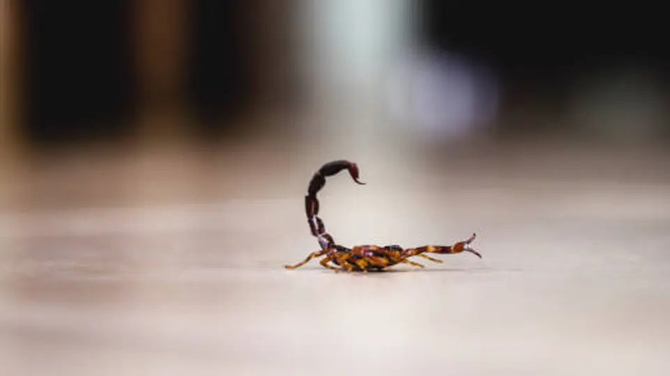 Los alacranes suelen esconderse en zonas oscuras o entre objetos, por lo que autoridades piden mantenerse alerta. / iStock