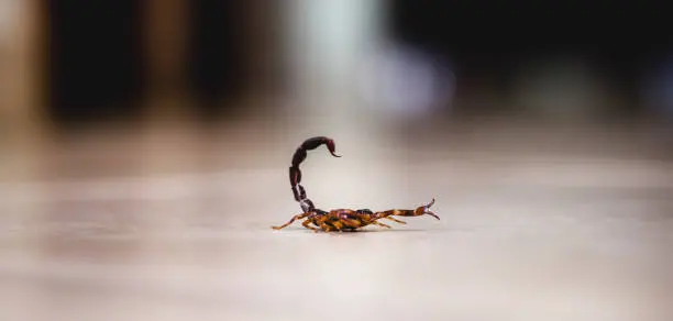 Los alacranes suelen esconderse en zonas oscuras o entre objetos, por lo que autoridades piden mantenerse alerta. / iStock