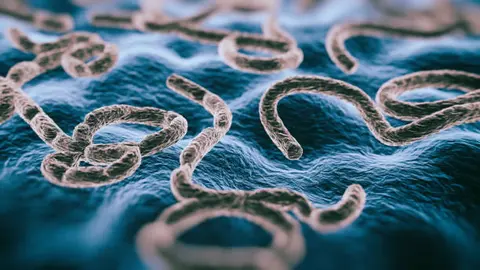 El virus del ébola se transmite por contacto directo con fluidos corporales de personas infectadas, según la OMS. / iStock