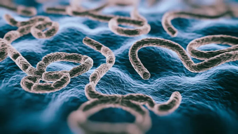 El virus del ébola se transmite por contacto directo con fluidos corporales de personas infectadas, según la OMS. / iStock