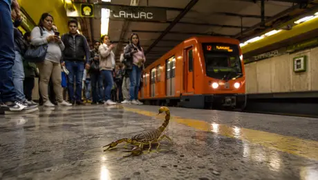 ¿Hay alacranes en el Metro CDMX? Esto es lo que se sabe