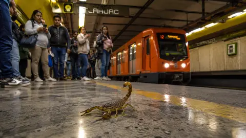 ¿Hay alacranes en el Metro CDMX? Esto es lo que se sabe