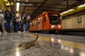¿Hay alacranes en el Metro CDMX? Esto es lo que se sabe