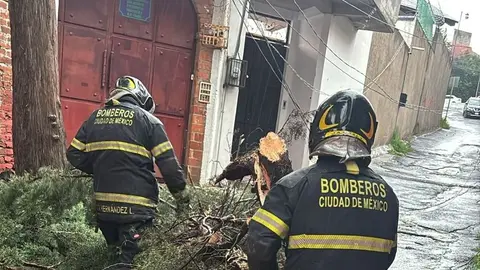 Un árbol de gran tamaño cayó en la colonia Santiago Tepalcatlalpan, en Xochimilco, tras las intensas lluvias./ X: @Bomberos_CDMX