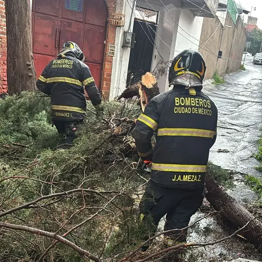 Un árbol de gran tamaño cayó en la colonia Santiago Tepalcatlalpan, en Xochimilco, tras las intensas lluvias./ X: @Bomberos_CDMX