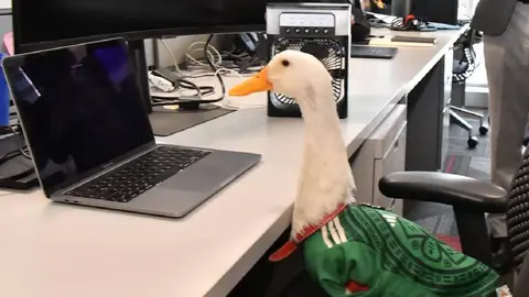 La Secretaría de Economía anuncia el registro de marca del Pato Merlín