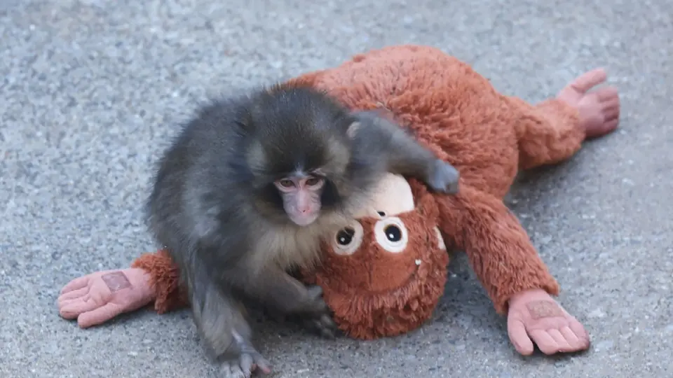 El Zoológico y Jardín Botánico de Ichikawa, en Japón, organizó una celebración especial para Punch, el mono que enterneció a millones de personas con su inseparable peluche./ AFP