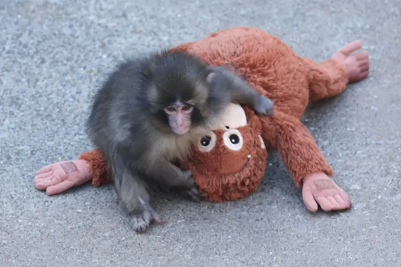 El Zoológico y Jardín Botánico de Ichikawa, en Japón, organizó una celebración especial para Punch, el mono que enterneció a millones de personas con su inseparable peluche./ AFP