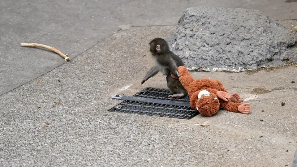 Tras cumplir un año de vida, Punch continúa adaptándose a la convivencia con otros macacos, mientras sigue siendo uno de los animales más queridos del Zoológico y Jardín Botánico de Ichikawa./ AFP